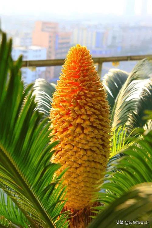 铁树开花的方法，铁树开花的方法有哪些（铁树开花了，也有芬芳的一天）
