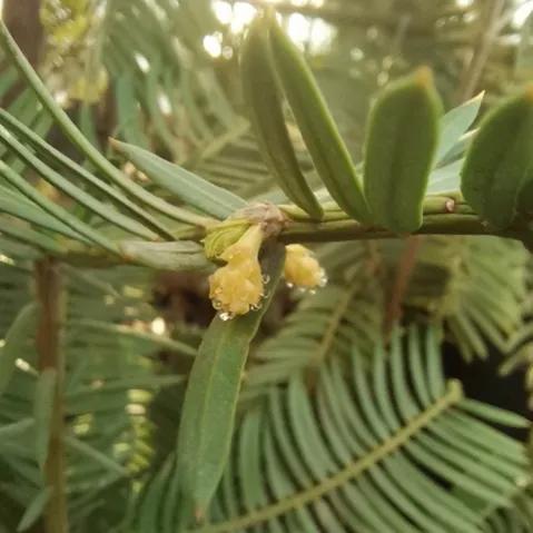 鲜花的花语和花的数目的寓意，鲜花数量的寓意（100种迷人的“数字花”）