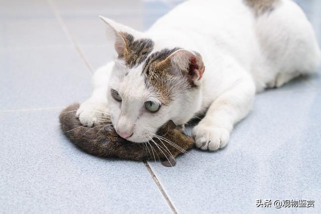 小猫不抓老鼠怎么办如何训练小猫抓老鼠，小猫不会捉老鼠怎么办（小猫在屋里怎么样捉老鼠）