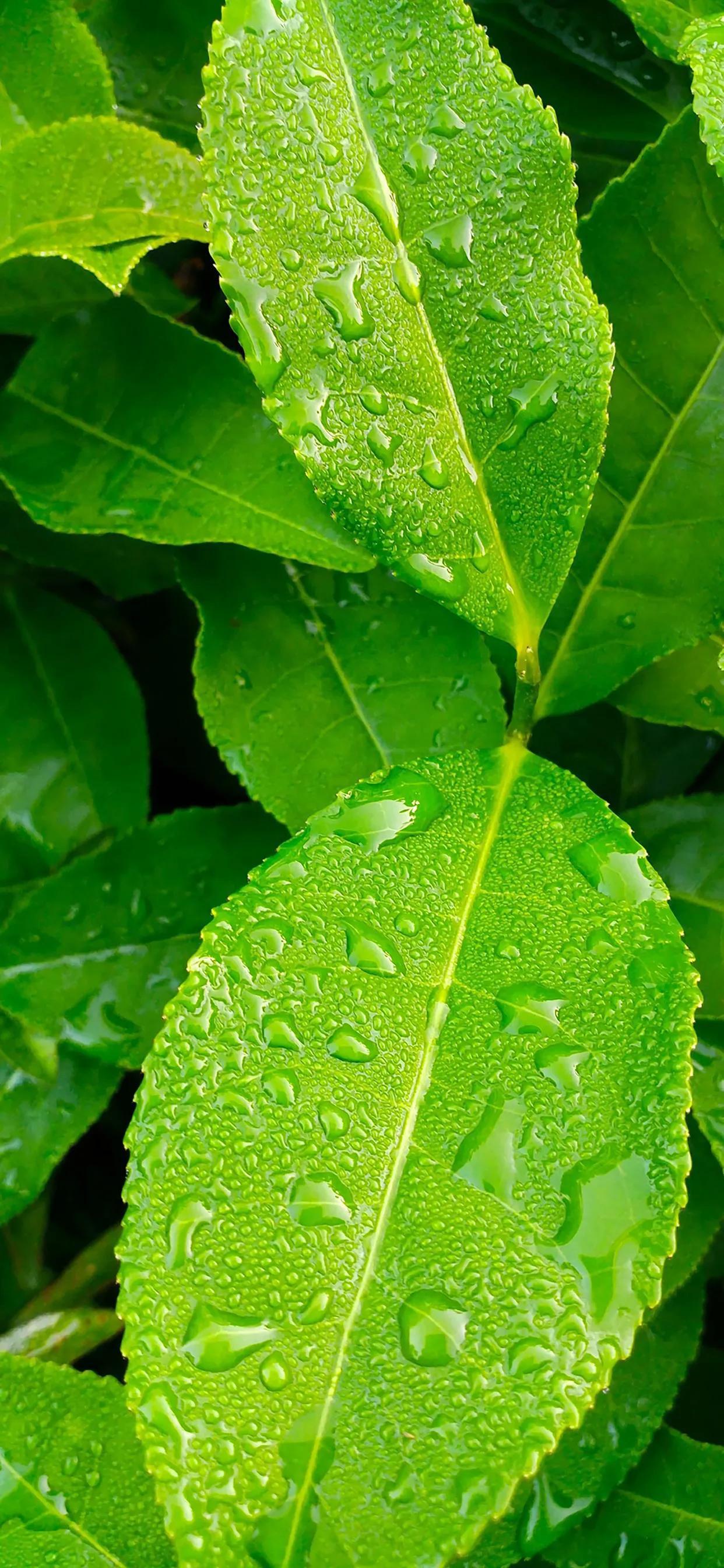 绿色图片(2023春天唯美图片) - 赤虎壹号