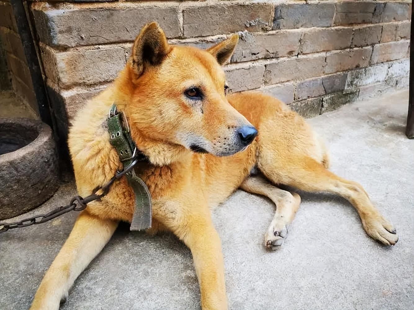 中华田园犬,也就是我们平常说的"大黄狗",大黄狗一般生活在农村地区