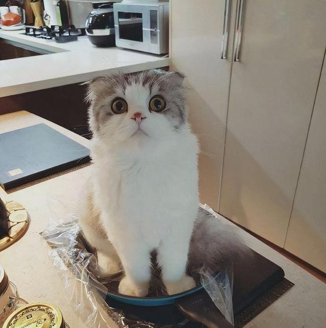 苏格兰折耳猫怎么养，苏格兰折耳猫能活多久（饲养“苏格兰折耳猫”）