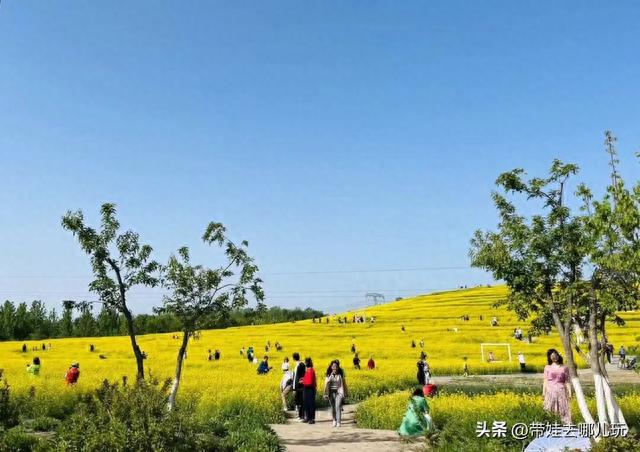 最佳油菜花观赏地，快来这里看油菜花海