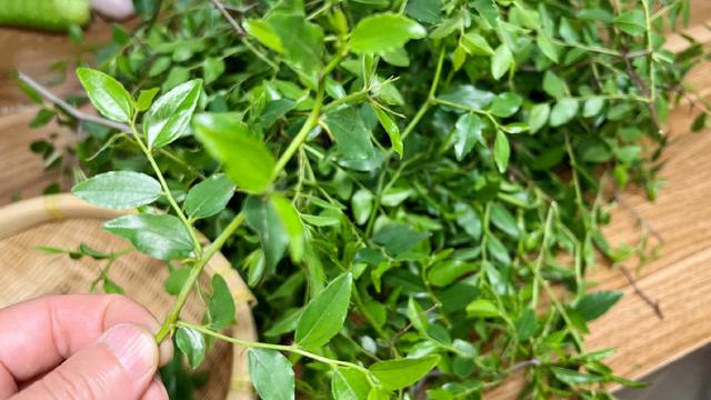 酸枣芽怎样制成茶叶，怎样自制酸枣叶茶（遇到这叶子别手软）