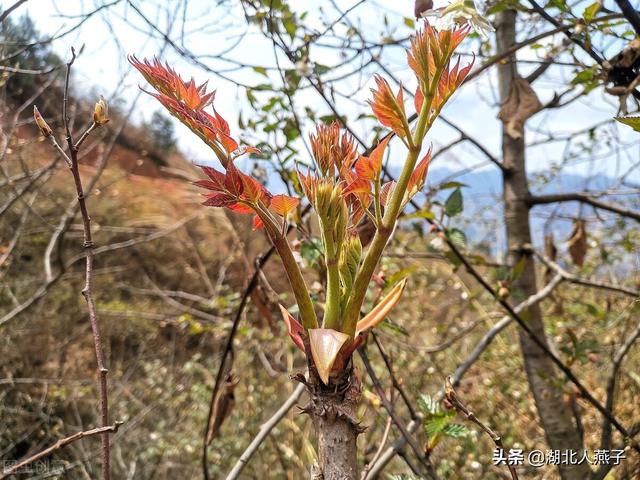 农村100种野菜图片，野菜的种类（常见的野菜图片与名字）