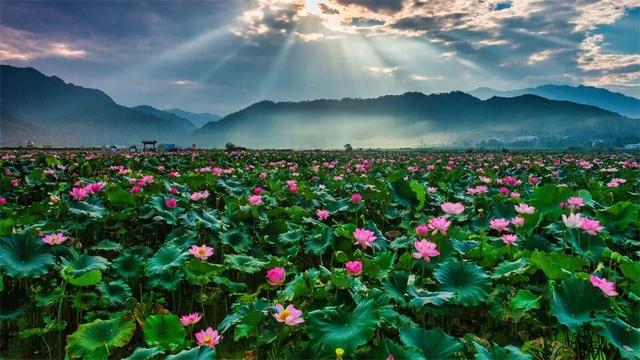 各地荷花景点，今年夏天，去这些地方拍荷花