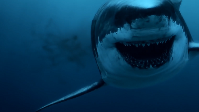 昆虫类有哪些动物，宠物种类有哪些（地球上体型最大的10种动物）