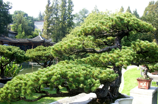 常绿树有哪些，河南适合的常绿树有哪些（这几种四季常青的庭院树种）