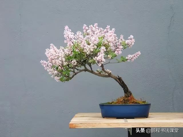 8种天然盆景大全，18个·高颜值盆景，太惊艳了