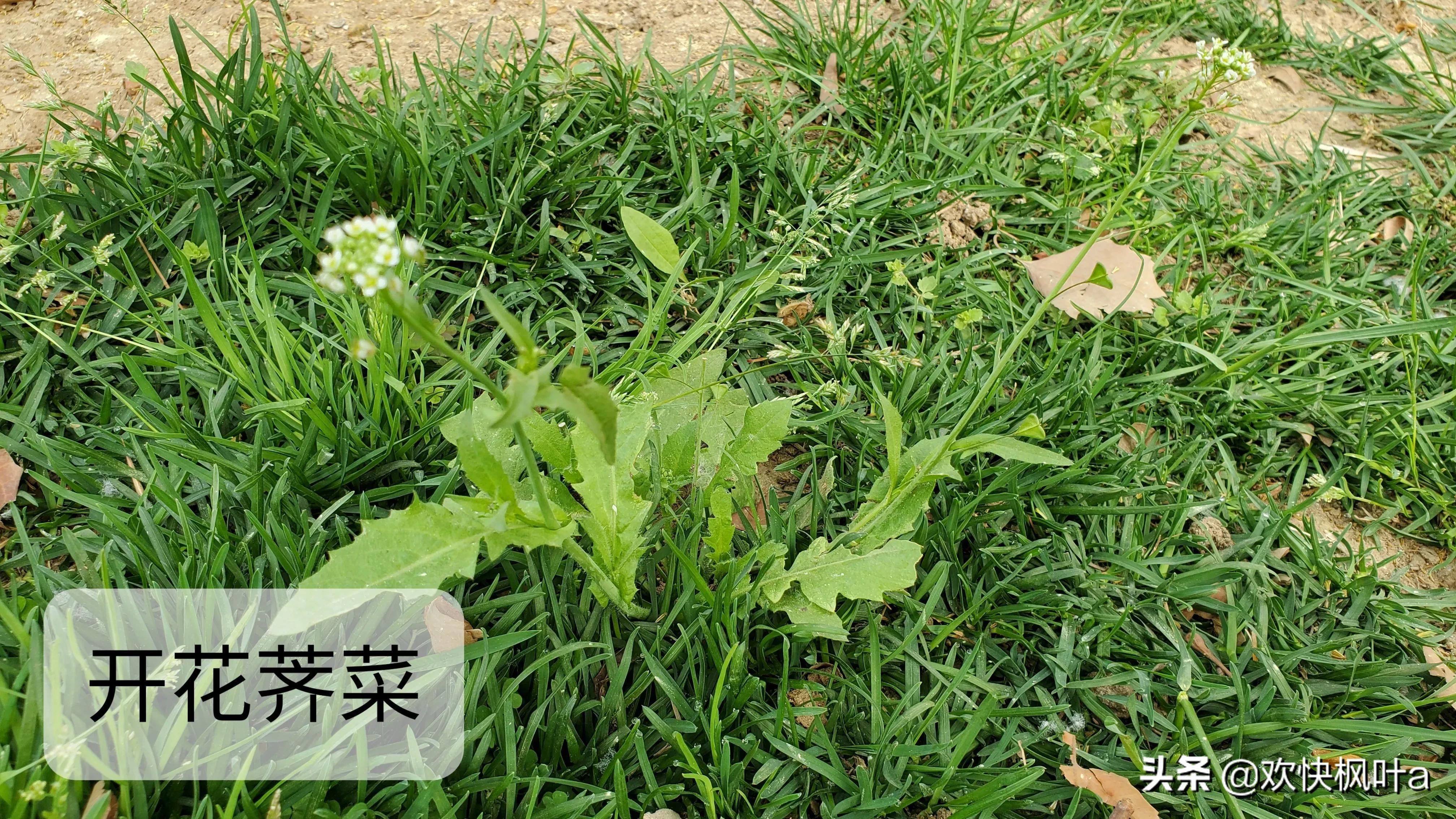 芥菜到底有几种，芥菜有哪些种类（荠菜、蒲公英、泥胡菜分辨）