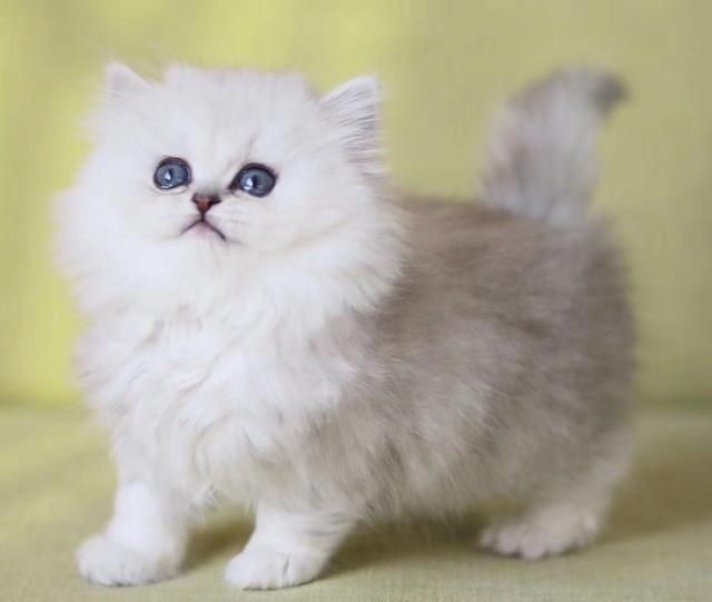 加菲猫价格多少钱一只，加菲猫多少钱一只（脾气“无敌棒”的4种猫）