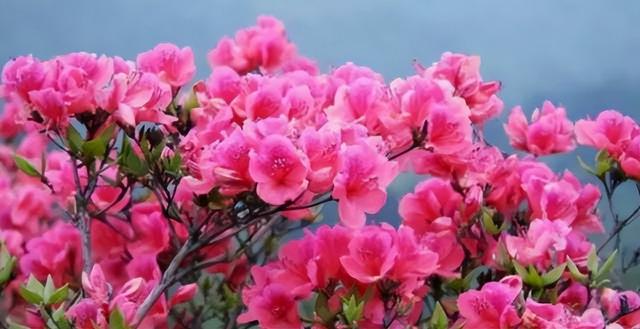 梅花象征什么，梅花象征什么青松象征什么雪花象征什么（中国十大名花排行榜）