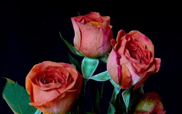 七夕33朵玫瑰花语，<浪漫的数字背后隐藏的秘密>