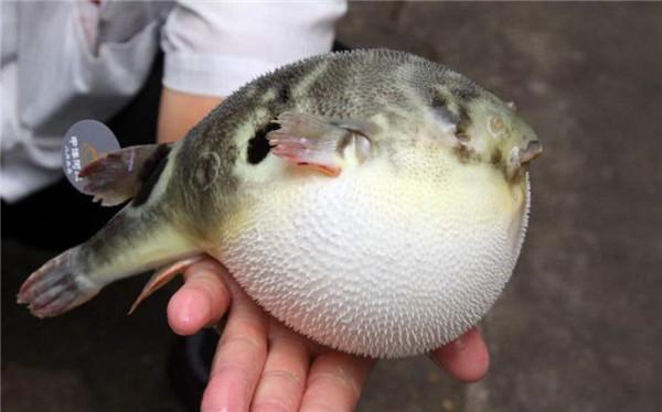 江团价格今日价格表，白江团贵还是黑江团贵（前五种鱼钓时要小心）