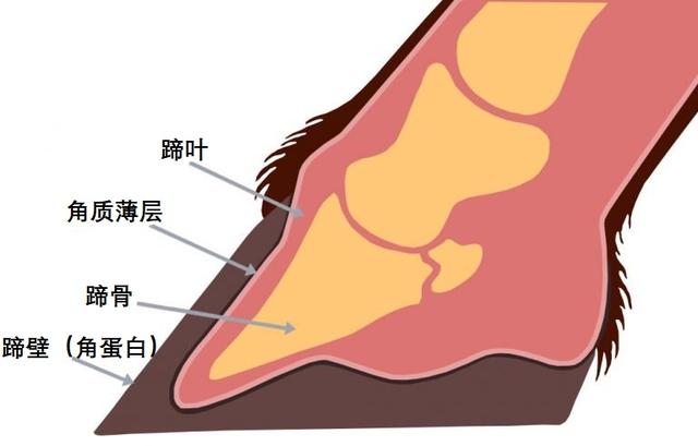 大象腿是怎么形成的，大象腿的特征（失去一条腿的大象都可以存活下来）