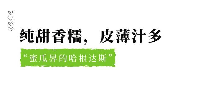 网纹瓜的功效与作用及禁忌，网纹瓜有什么营养和功效（瓜界网红“海阳网纹瓜”）