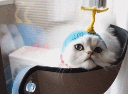 养金吉拉最忌讳什么，金吉拉为什么不能养（养金吉拉猫的“8大禁忌”）