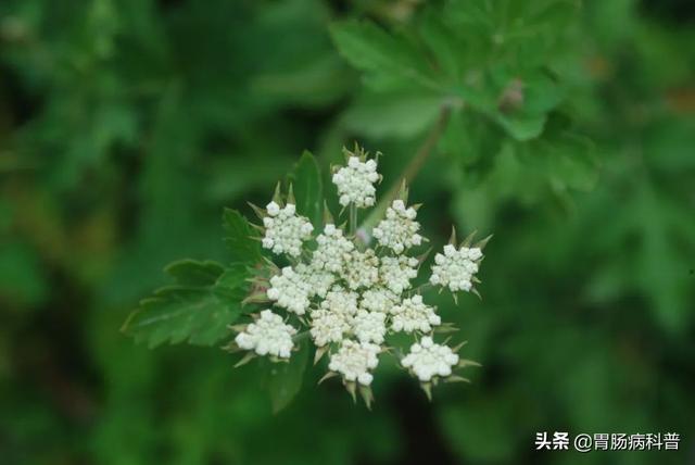 曼陀罗花的图片，曼陀罗花是什么（301味中药材的原植物彩色图谱）