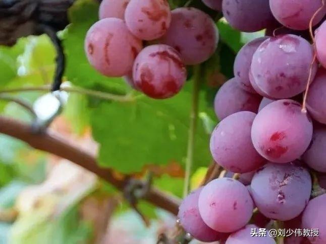 无籽葡萄究竟是怎么回事，科学家又是怎样实现葡萄无籽技术？