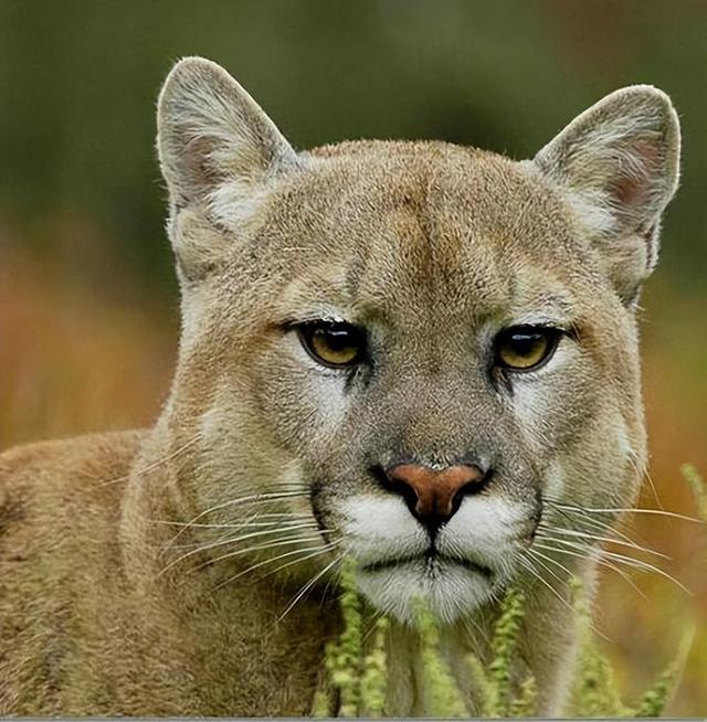 18英尺等于多少米，英制身高对照表（为什么它们相差很多）