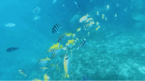 苏梅岛旅游攻略线路，苏梅岛旅游报价（我在这个小岛提早过起夏天了）