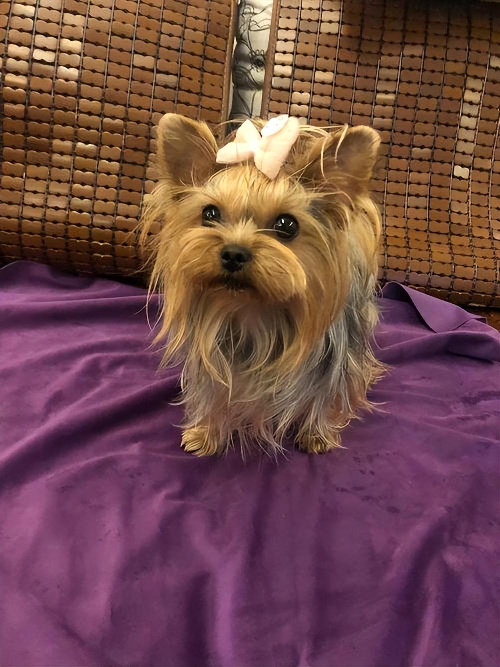 吉娃娃是一种非常小巧玲珑的犬种,非常适合懒人饲养.