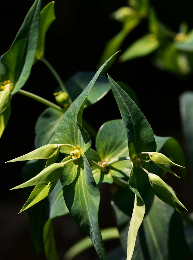 纸花怎么做简单又漂亮，怎么做简单又漂亮的纸花（小小的花朵）