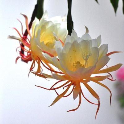 朱槿花象征什么，朱槿花的寓意（被很多老人拉入“黑名单”的3种花）