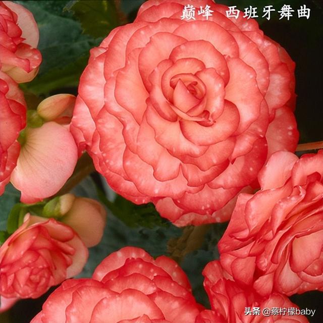 蕾丝边是什么意思，蕾丝边浪漫百分百蕾丝边是什么意思（蕾丝边的海棠花你见过吗）