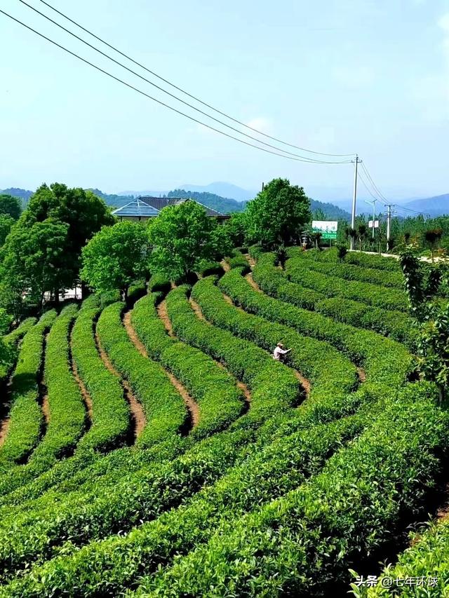 信阳五一景点，来信阳感受沁人心脾的茶香