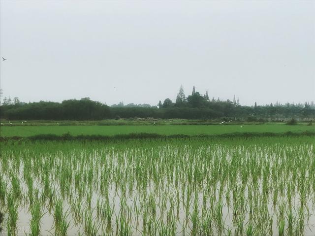 乡村四月的诗意，乡村四月的诗意20字（反映农村方方面面）