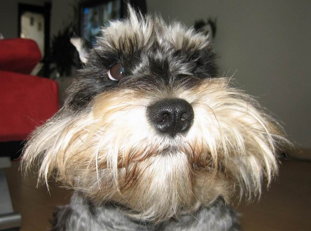 最适合家庭养的狗，十种最好养的狗狗（好养又温顺的5种狗）