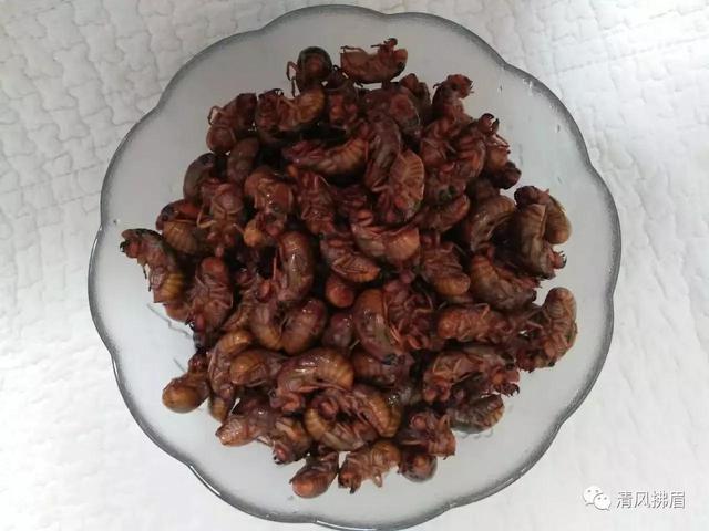 知了吃什么，知了吃什么东西作为食物（知了猴，这样吃，你知道吗）