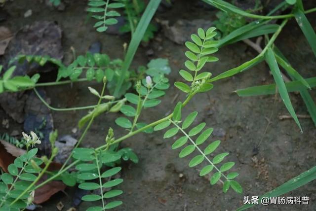 曼陀罗花的图片，曼陀罗花是什么（301味中药材的原植物彩色图谱）