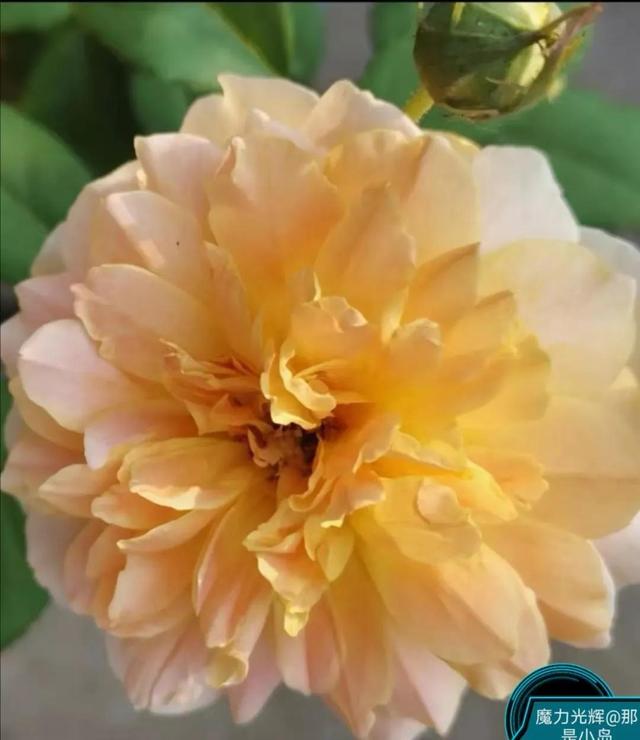 魔力挺好吗，力魔和魔力红哪个好（魔力光辉的魅力）