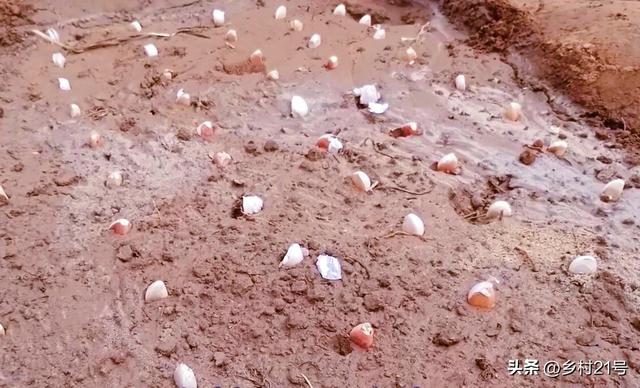 如何种大蒜头，一掰一剪两头浇水