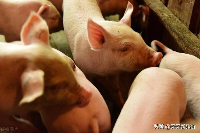 全国生猪价格涨跌表，今日生猪价格全国猪价涨跌图（全国各地生猪价格信息）