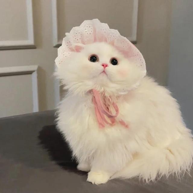 动物男头（你喜欢就好），微信头像，动物男头（你喜欢就好）（可爱头像‖很精致的小动物）