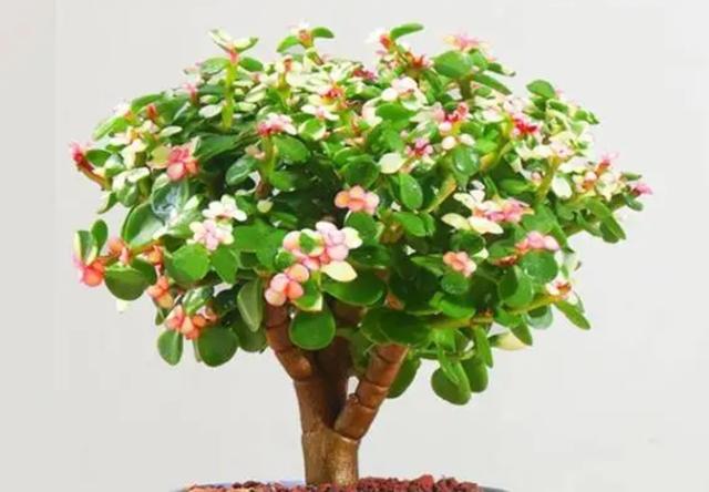 室内适合养殖什么，室内适合养殖什么项目（6种“健康花”）