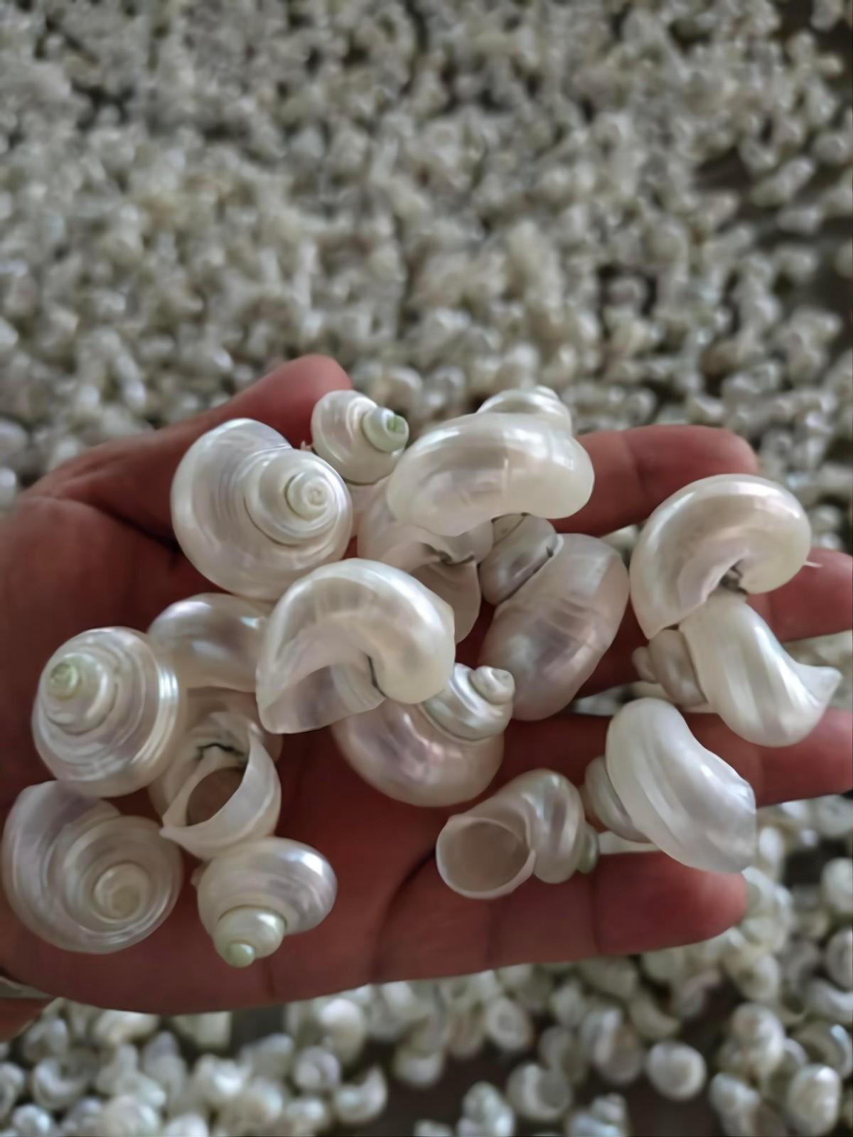 夜光蝾螺在黑暗中能发光吗，夜光蝾螺会发光吗（这种东西来自二级保护动物）