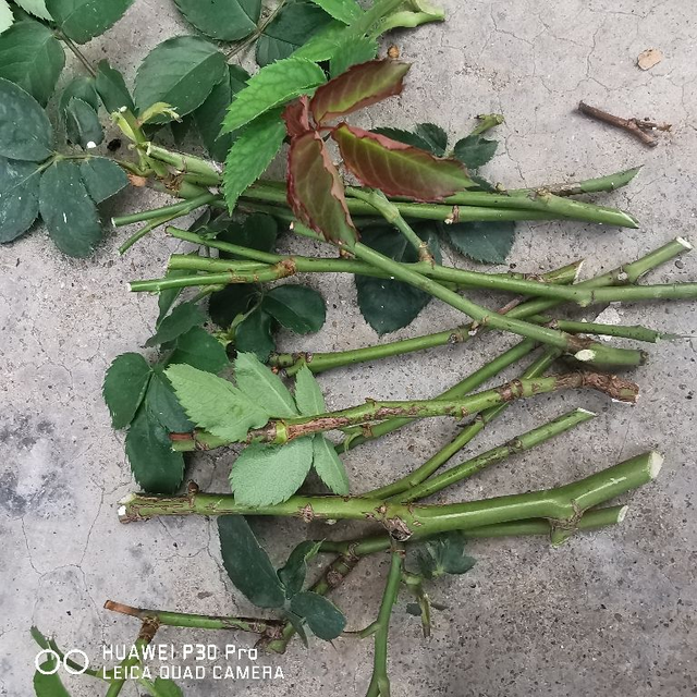 卫生纸做花教程简单，用卫生纸做漂亮的花（呼呼冒出“狗牙根”）