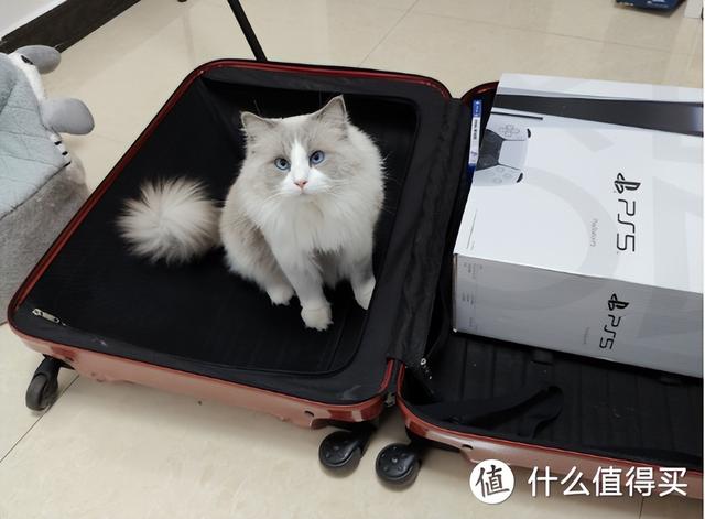 飞机托运收费多少钱一斤，飞机托运收费多少钱一斤2021（可能是全网最全的宠物航空托运攻略）