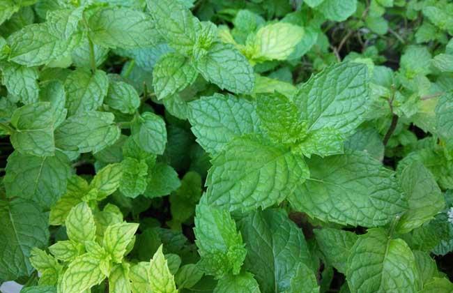 农村能吃的100种野菜图片，有哪些野菜可以吃