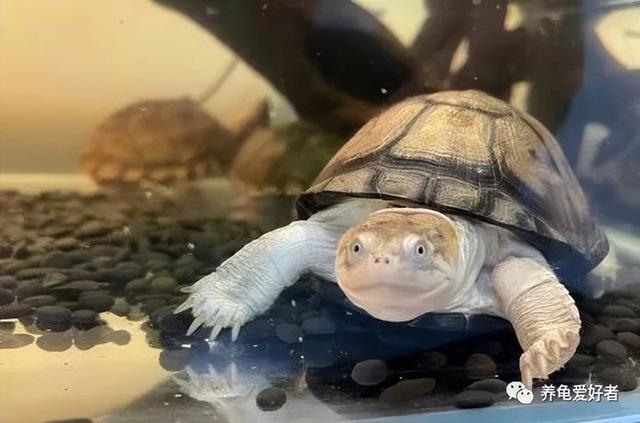 乌龟会认识主人吗，乌龟养久了会认主人吗（不小心被龟友给绕进去了）