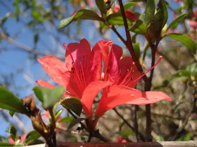 花，花好月圆人长久（72种鲜花欣赏图片）
