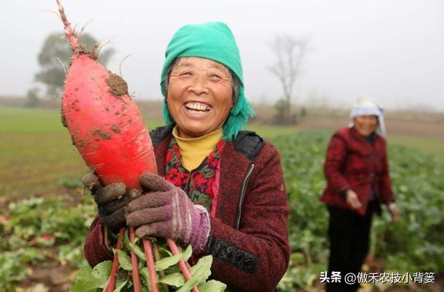 白萝卜种植时间和方法，种白萝卜的正确方法（高产萝卜种植技术）