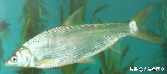 长江名贵鱼前十名，10大凶猛淡水鱼（我国保护的鱼类有87种）