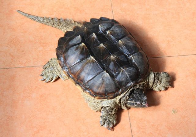 宠物乌龟起什么名字好，浅谈常见宠物乌龟种类-新手饲养篇