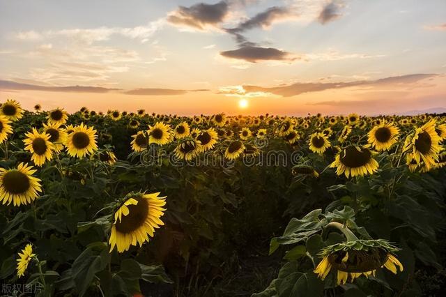 表达喜欢的句子，表达我喜欢你的句子（三十句一直都很喜欢的成熟句子）