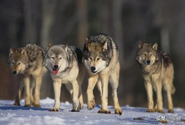 怎么区分狼和狗，狼会把狗当同类吗（成年人能徒手打败狼吗）